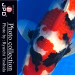 April 22th,2023 10th International Junior koi show