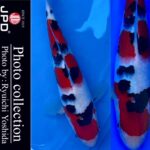 10th International Junior koi show2023