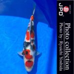 10th International Junior koi show2023