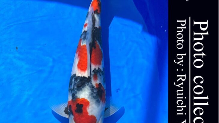 10th International Junior koi show2023