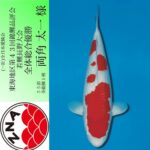 April 8th 2023 43st ZNA Tokai District Young Koi Show