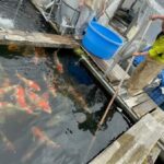 Etou Koi Farm visit on 30 May 2023