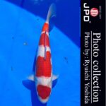 10th International Junior koi show2023