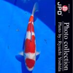 10th International Junior koi show2023