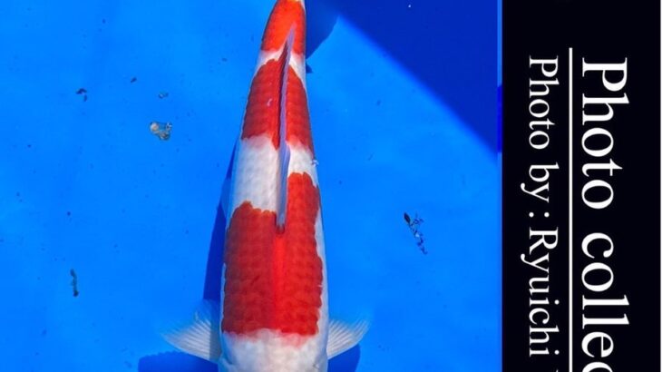 10th International Junior koi show2023