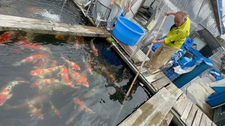 Etou Koi Farm visit on 30 May 2023