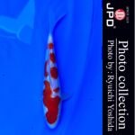 10th International Junior koi show2023