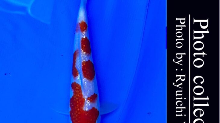 10th International Junior koi show2023