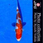 10th International Junior koi show2023