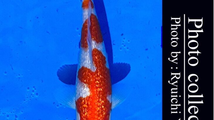 10th International Junior koi show2023