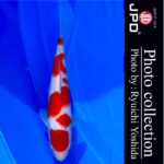 10th International Junior koi show2023