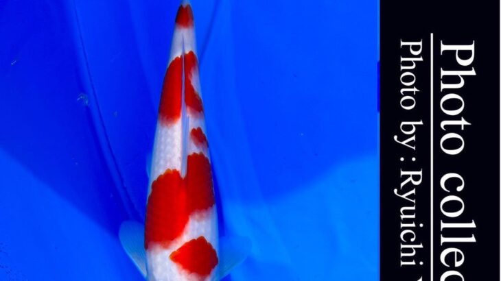 10th International Junior koi show2023