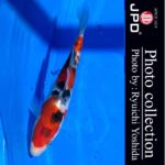 10th International Junior koi show2023