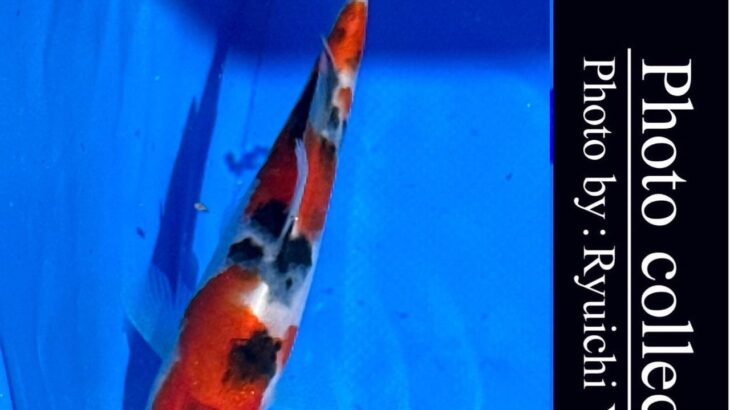 10th International Junior koi show2023