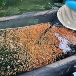 Oyama Fish Farm visit in Hiroshima.