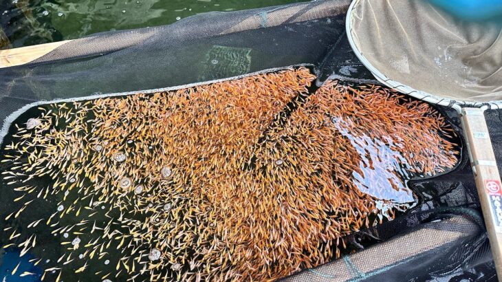 Oyama Fish Farm visit in Hiroshima.