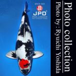 2018 All Japan Koi Show