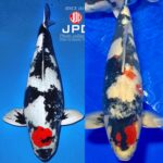 2018 All Japan Koi Show