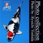 2018 All Japan Koi Show