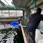 Miyoshi koi farm