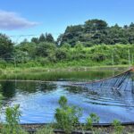 Dainichi koi baby fry pond.