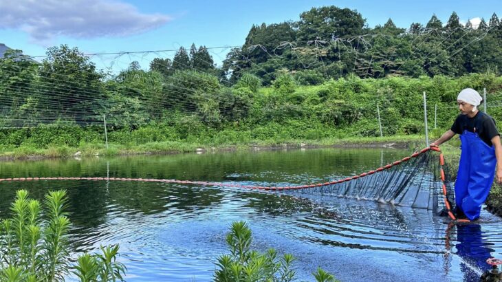 Dainichi koi baby fry pond.