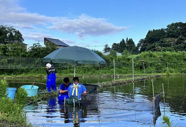 Dainichi koi baby fry pond.