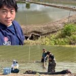 Miyatora koi Farm baby fry pond.