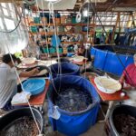 Marujyu Koi Farm in Niigata