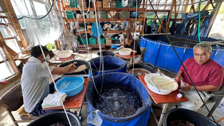 Marujyu Koi Farm in Niigata