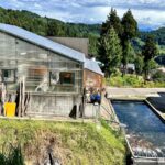 Kanno Koi Farm in Niigata