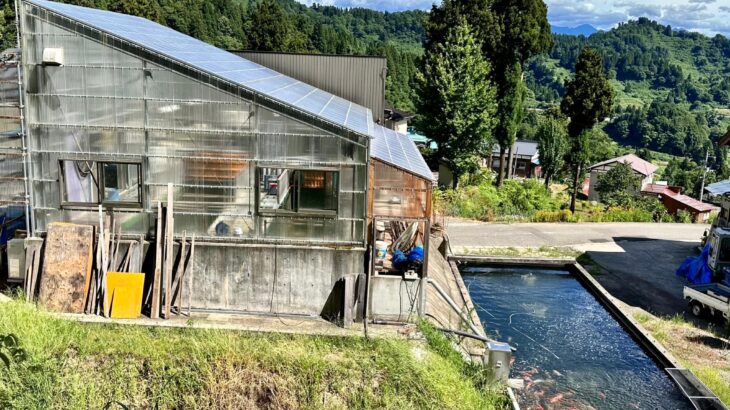 Kanno Koi Farm in Niigata