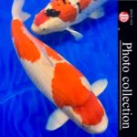 All England Koi Show 2023 on 23-24 September