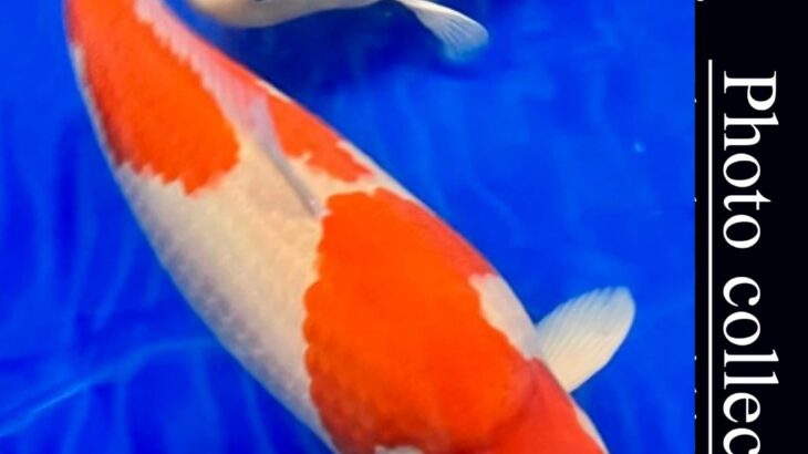 All England Koi Show 2023 on 23-24 September