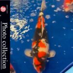 All England Koi Show 2023 on 23-24 September