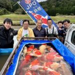 Nishikigoi Murakami harvest visit