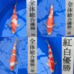 令和5年10月8日 権次郎様恒例の 第11回50t池預かり鯉コンテスト 第24回飼育コンテスト