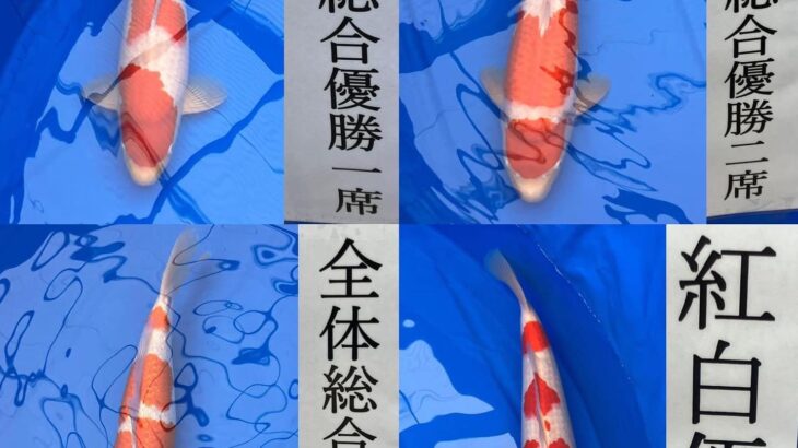 令和5年10月8日 権次郎様恒例の 第11回50t池預かり鯉コンテスト 第24回飼育コンテスト