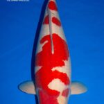 29 October 2023 70th Nagaoka koi show