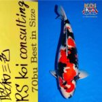 70Th Nagaoka Koi Show29 October 2023