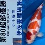 68Th Niigata Nogyosai Koi Show 4-5 November 2023