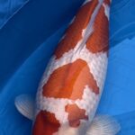 68Th Niigata Nogyosai Koi Show 4-5 November 2023