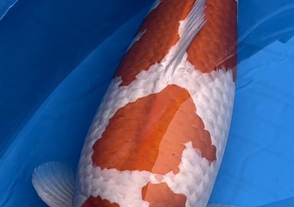 68Th Niigata Nogyosai Koi Show 4-5 November 2023