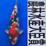 68Th Niigata Nogyosai Koi Show 4-5 November 2023