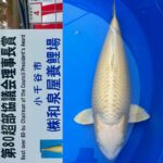 68Th Niigata Nogyosai Koi Show 4-5 November 2023