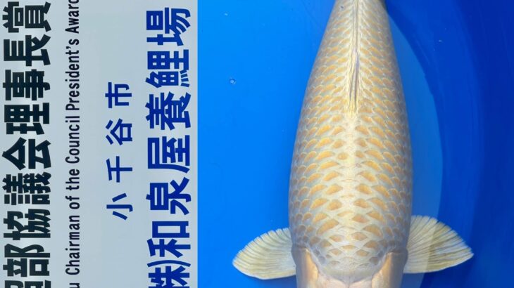 68Th Niigata Nogyosai Koi Show 4-5 November 2023