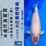 68Th Niigata Nogyosai Koi Show 4-5 November 2023