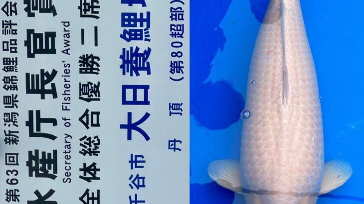 68Th Niigata Nogyosai Koi Show 4-5 November 2023