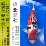 59th ZNA International Koi Show 11-November 2023