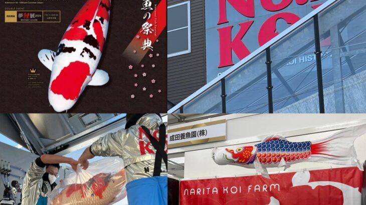 Narita Koi Farm visit on Jan 16, 2024